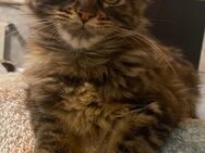 Maine coon Baby girl Mila - Essen