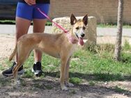 Gassi - und Schmusekönigin Bambi - Jade