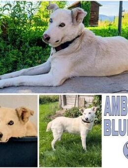 AMBERBLUE -freundlich & unkompliziert- - Duisburg