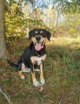 Nero sucht sein Zuhause - Untergriesbach