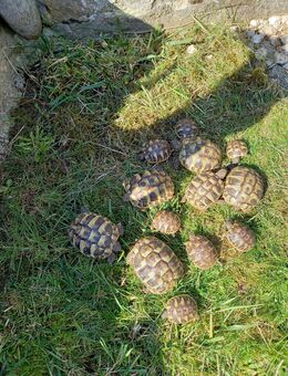 Griechische Landschildkröten Nachzucht 2023 - Neustadt (Sachsen)