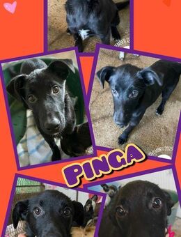 Süße Pinga- bald in München! - Nürnberg