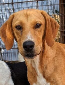 Junghund Loki sucht sein Körbchen - Sehnde