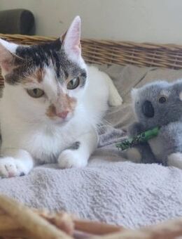 Kleines ☀️scheinchen IVY sucht ♥️ - München