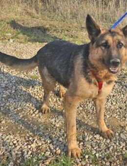 Schäferhündin Laika sucht ein Zuhause - Schwarmstedt