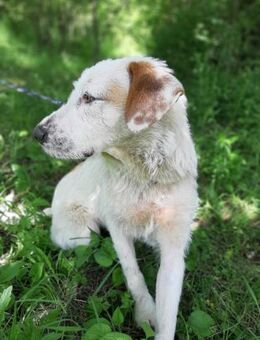 Cicio - verspielter Rüde wartet auf Sie - Hüllhorst