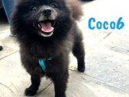 Coco6 kleiner Pomeranian-Mix 09/19 ESP - Ruppertsecken