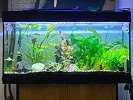 Suche ein Aquarium 250-400 L - Bakum