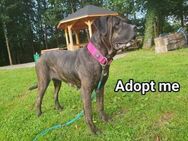 Wunderschöne Cane Corso Hündin Sunny - Möckern Pabsdorf