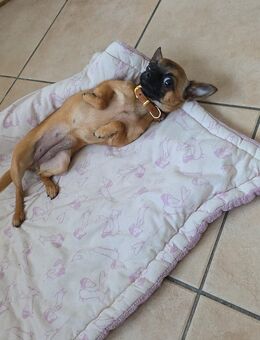 Chihuahua Hündin Kessy sucht Liebevolles zuhause - Emden