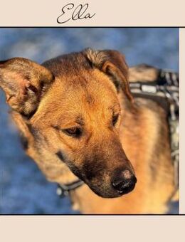 Katzenverträgliche Zaubermaus sucht DICH - Meinerzhagen