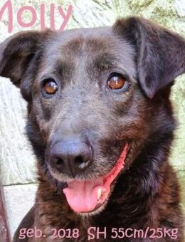 Molly: und ihr Freund Rex - Rinteln