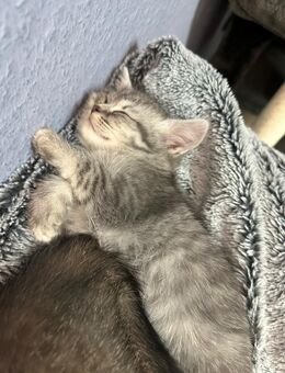 Bkh kitten - Brühl (Nordrhein-Westfalen)