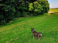 Französische Bulldogge Weibchen - Voerde (Niederrhein)