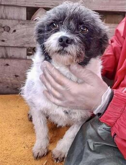 Sanfte Seelchen GINA - Koblenz