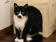 NOTFALL - EILT 🐱❤️Einzigartige Dora❤️🐱 - Eislingen (Fils)