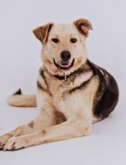Seelenhund Tristan sucht ein Zuhause - Enger (Widukindstadt)