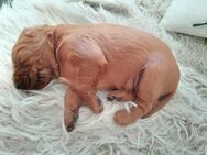 Irish Red Setter Welpen - Berumbur