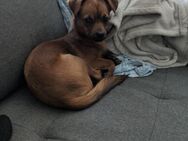 Cosmo sucht neues Zuhause - Kirchdorf (Iller)