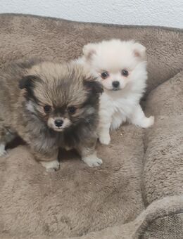 Pomchi Welpen - Altenburg