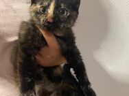 Baby Katze sucht sich ein neues Zuhause - Krefeld