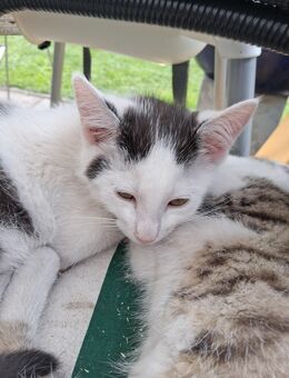 Kitten/Kätzchen abzugeben - Sassenburg