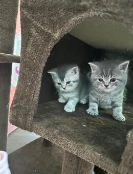 BKH Blue Tebby Mix - Dortmund