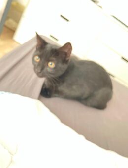 Babykatze 4 Monate alt - Düsseldorf