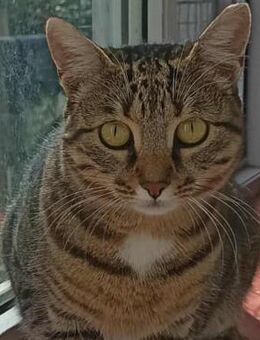 🌞Sanfte Victoria🐾NOTFALL - Eislingen (Fils)