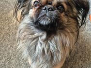 Pekinese männlich 3 Jahre - Salzgitter