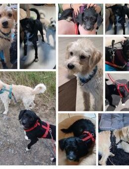 GERRY & OZON zwei zauberhafte Brüder - Neustadt (Rübenberge)