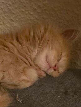 Maine Coon Kitte (kater) sucht neues zuhause - Gütersloh