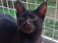 PAUL - seit Kittenalter im Tierheim - Sulzbach-Laufen