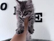 XXL Maine Coon Kitten | Fenrir - Reinrassige Maine Coon Kitten | RESERVIERT - Menden (Sauerland)