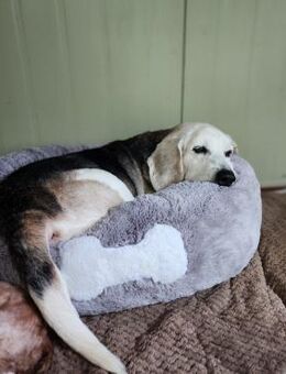 Bert sucht ein Zuhause oder PS ♥ - Ebstorf (Klosterflecken)