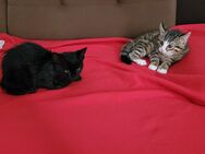 Bengal-Mix-Kitten - Herbolzheim