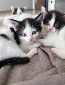Kleines Ragdoll BKH mischlings Mädchen sucht ein liebevolles Zuhause ! - Essenbach