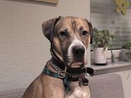 Fiete sucht neues Zuhause - Lathen