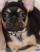 Französische Bulldoggen Welpen Rüden aus langjähriger deutscher Zuchtstätte von komplett ausgewerteten Elterntieren in 60311