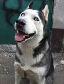 Husky MAX🩵intelligent,aktiv,kinderlieb - Hamburg