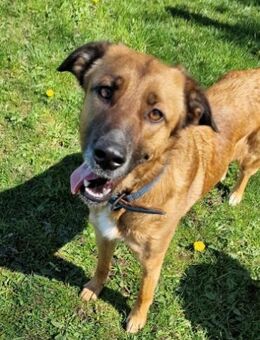 Nala von kettenlos - Bollingstedt