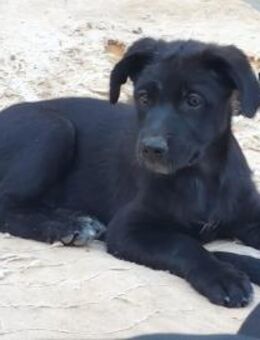 Pearl sucht ihr neues Zuhause - Fronreute