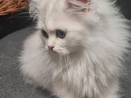 Bkh Persermix Kater baby - Duisburg