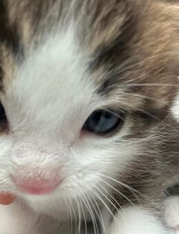 Süßes Katzenbaby sucht neues Zuhause🐾 - Bad König