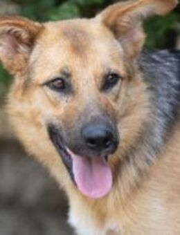 Contina - sucht Körbchen mit ❤️❤️❤️ - Grevenbroich