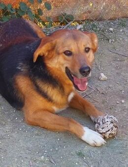 Serena ihr Traum ist ein liebes Zuhause - Laatzen