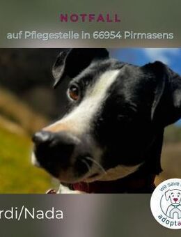 Perdi: Powerpaket in 66954 Pirmasens - Kirchzell