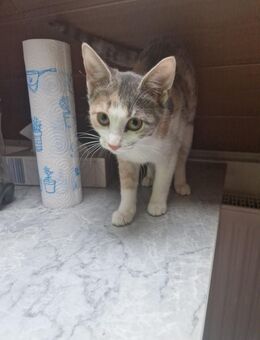 Tricolor Glückskatze, 4 Monate, verschmust und sehr sozial – in liebevolle Hände - München Allach-Untermenzing