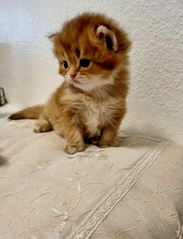 Bkh Kitten mit Stammbaum point golden, Chocolate Golden - Elsdorf (Nordrhein-Westfalen)