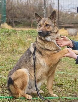 Sandy❤️sucht Pflege- oder Endstelle - Rott (Inn)
